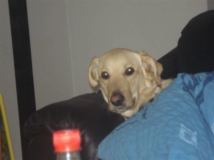 Blanding af racer rex  billede 5