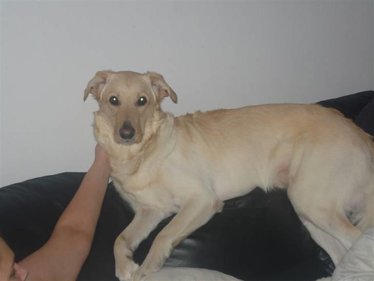 Blanding af racer rex  billede 6