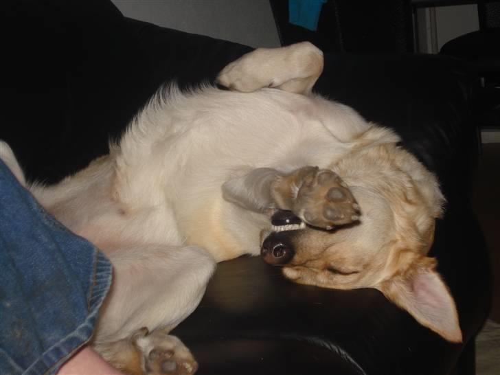 Blanding af racer rex  billede 7