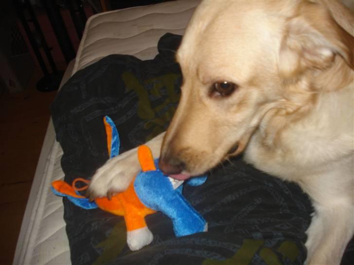 Blanding af racer rex  billede 8