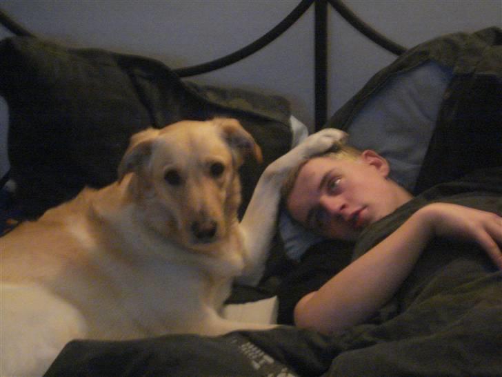 Blanding af racer rex  billede 9