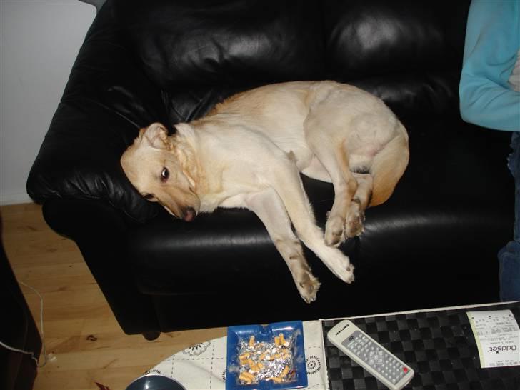 Blanding af racer rex  billede 10