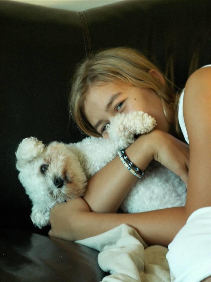 Bichon à poil frisé Lucy Star's Whit Holly - Min lille dejlige Super Hund : D billede 1