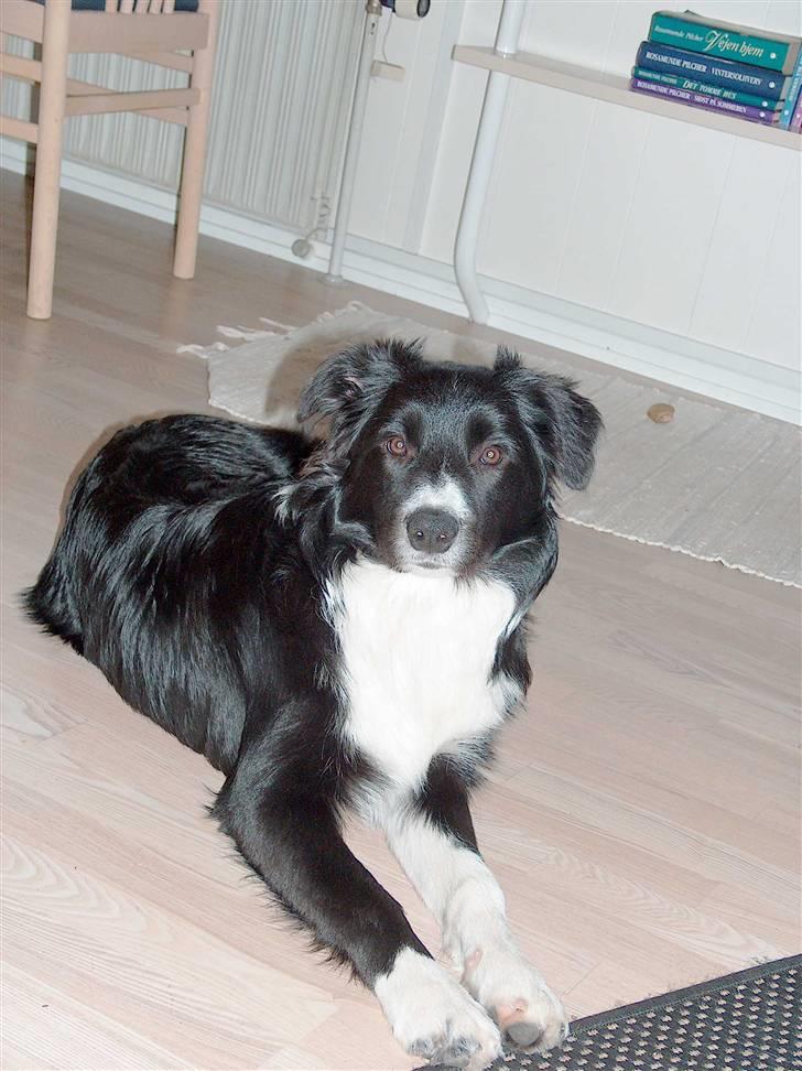 Border collie Kojima's Epic McGee - McGee 6 mdr. billede 8