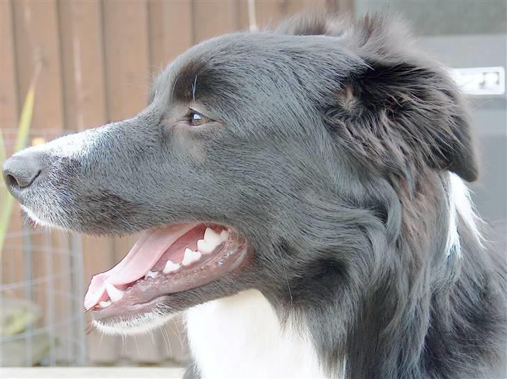 Border collie Kojima's Epic McGee - McGee profil sep 2007 billede 9