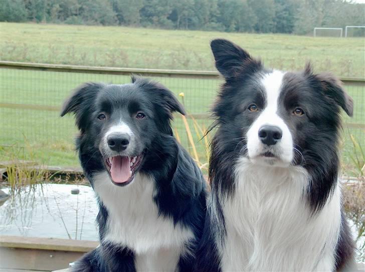 Border collie Kojima's Epic McGee - McGee og bror Miki i sep 07 billede 10