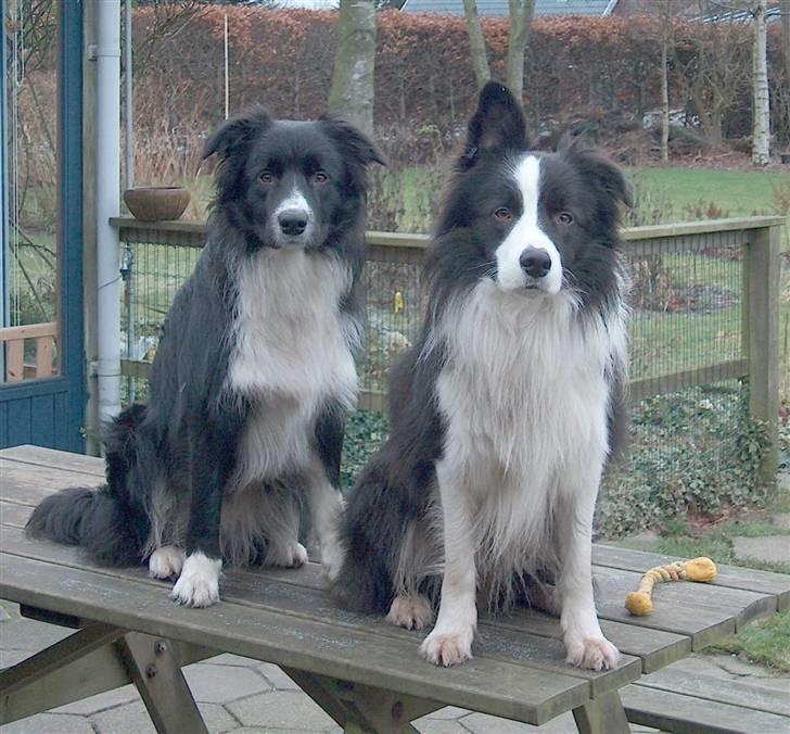 Border collie Kojima's Epic McGee - McGee og bror Miki i nytår 07/08 billede 11