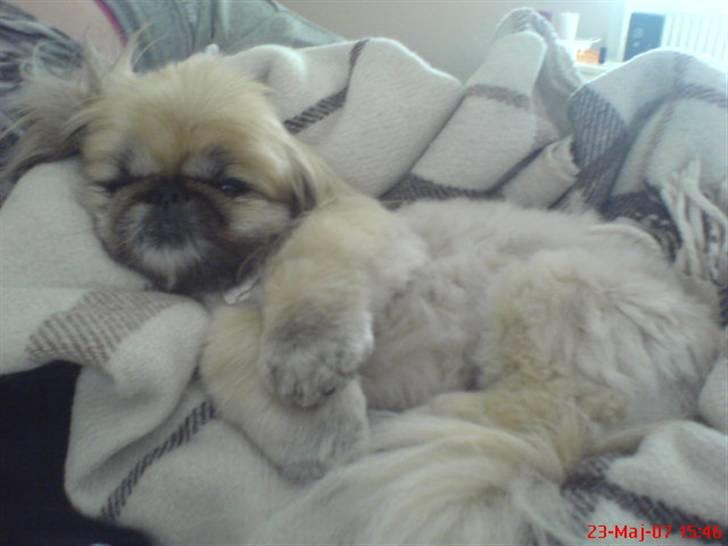Pekingeser Line R.I.P Min skat - her er så line heh  lige vågnet.. billede 9