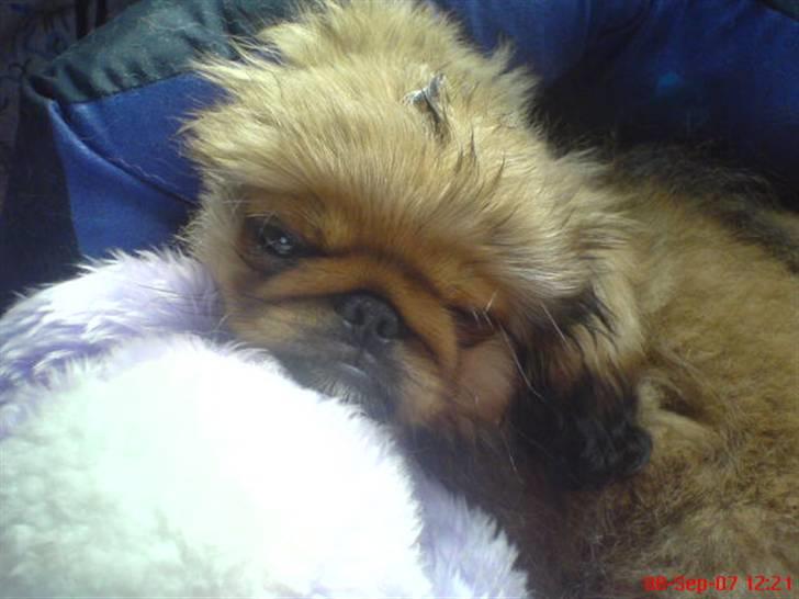 Pekingeser freya - her er hn s ved a vågne å sød hun er billede 12