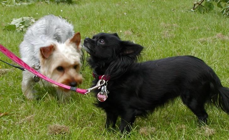 Yorkshire terrier Sniffer - 25. juni 2008. Bente og mig - Bente er så sød, men hun kan ikke så godt lide mig, og stjæler altid mit legetøj, men jeg stjæler det tilbage...hehe ;-) billede 8