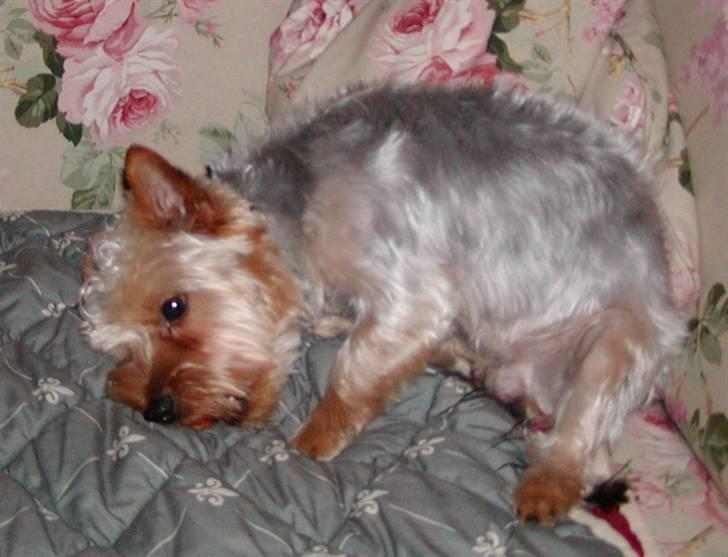 Yorkshire terrier Sniffer - 26. juni 2008. Jeg får mig lige en gulerod...mums ;-) billede 9