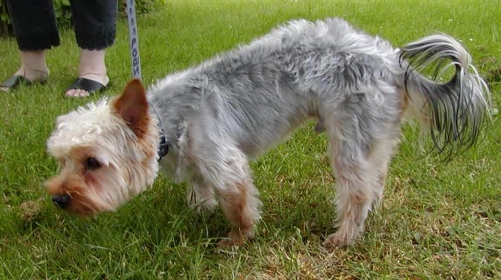 Yorkshire terrier Sniffer - 25. juni 2008. Ude med min moar ;-) billede 10