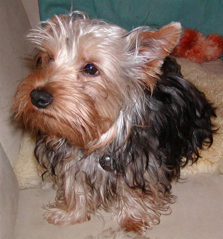 Yorkshire terrier Sniffer - Sådan så jeg ud, da jeg næsten lige var kommet hjem til min mor og far. 4. februar 2008 billede 11