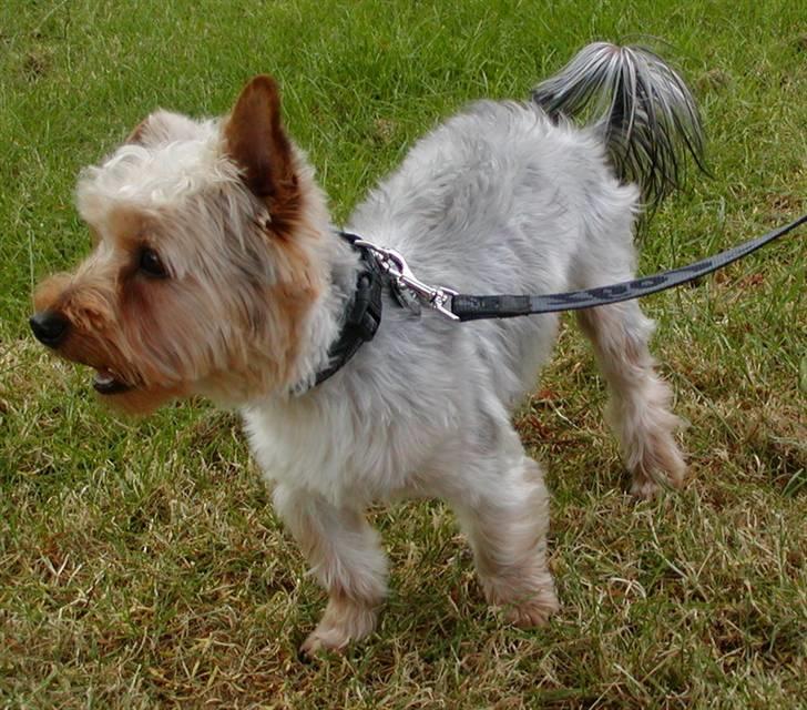 Yorkshire terrier Sniffer - 25. juni 2008. Flot fyr på næsten 11 måneder. billede 12
