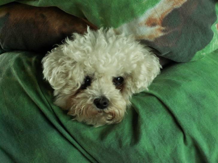 Bichon à poil frisé Lucy Star's Whit Holly - min lille putte gris : D billede 3