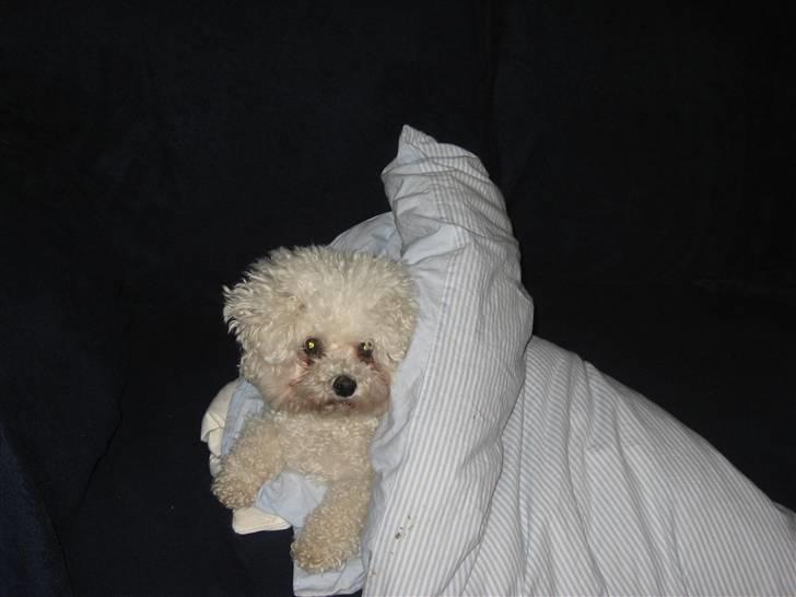 Bichon à poil frisé Lucy Star's Whit Holly - endnu en dyne hehe.. hun elsker det ...  billede 5