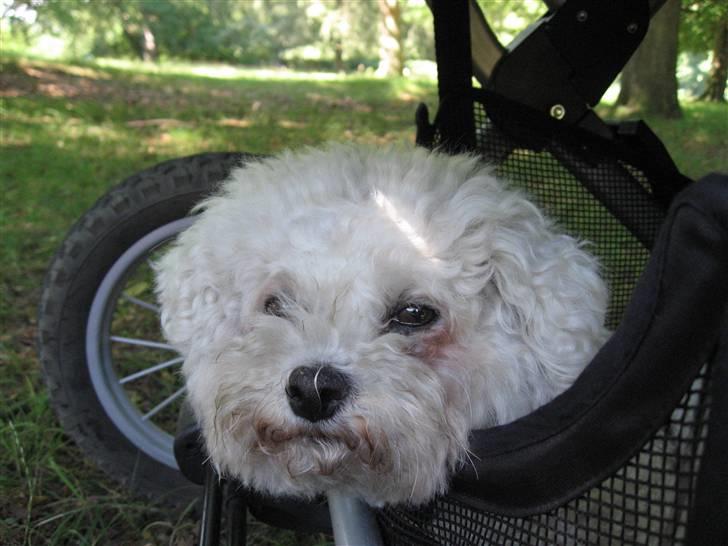 Bichon à poil frisé Lucy Star's Whit Holly - hendes ynglingst sted når vi går tur hele familien er under klapvognen... billede 6