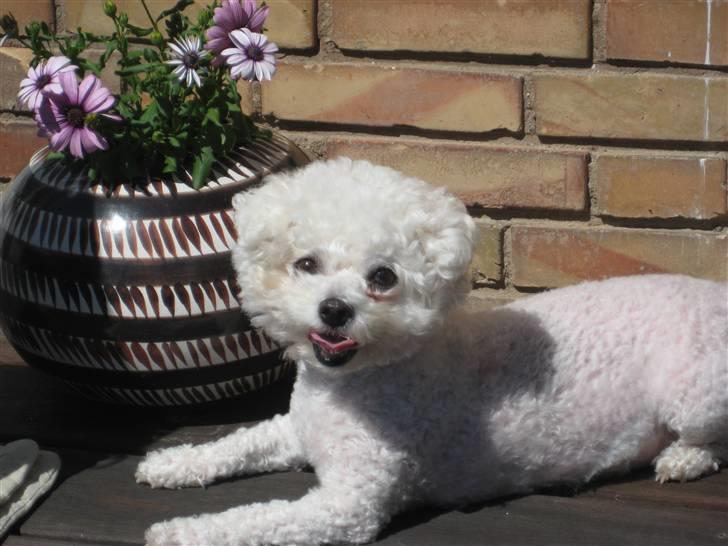 Bichon à poil frisé Lucy Star's Whit Holly billede 7