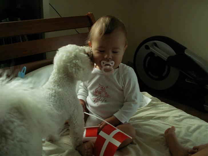 Bichon à poil frisé Lucy Star's Whit Holly - "Tillykke" siger holly til min da 1 år gamle lille søster Silke billede 8