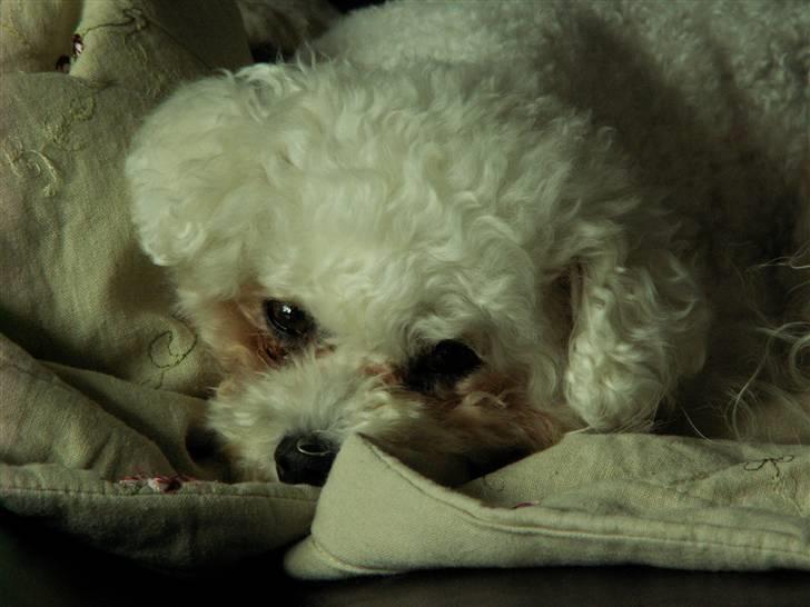 Bichon à poil frisé Lucy Star's Whit Holly - Min lile smukke bamse hund :D  billede 9