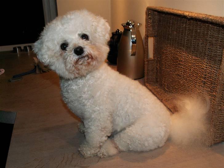 Bichon à poil frisé Lucy Star's Whit Holly - "hvad siger du?" billede 10