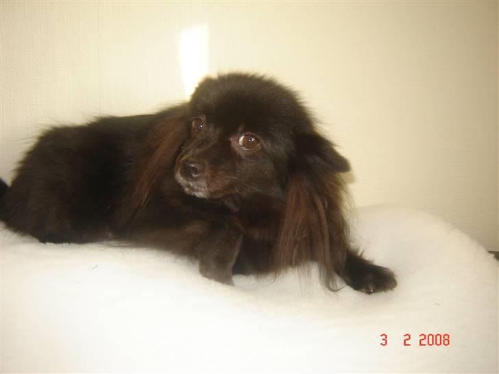 Kleinspitz bekki billede 12