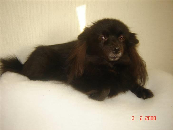 Kleinspitz bekki - fine pige billede 13