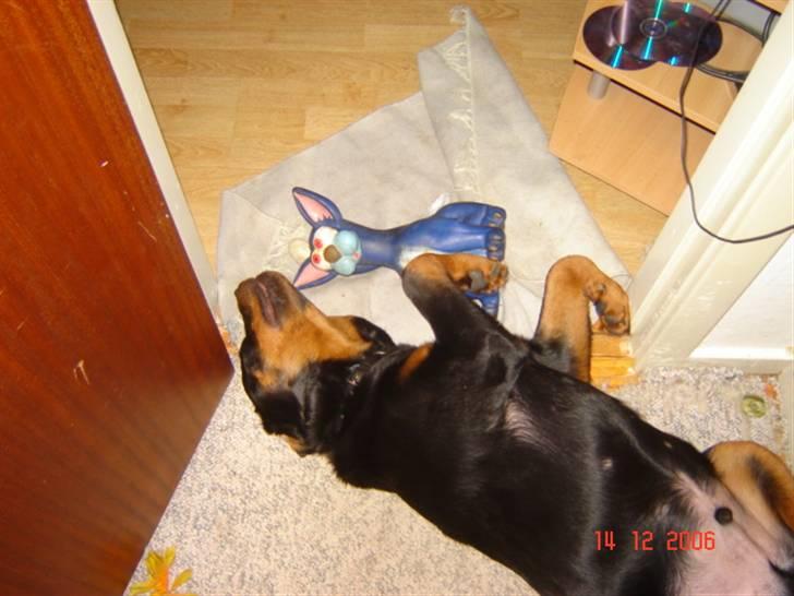 Rottweiler Bamse - Elsker min blå mis billede 9