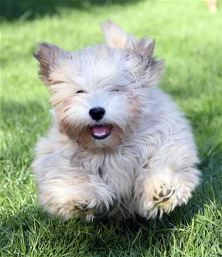 Bichon havanais Cloeérs Erika - Ja ja nu kommer jeg... billede 6