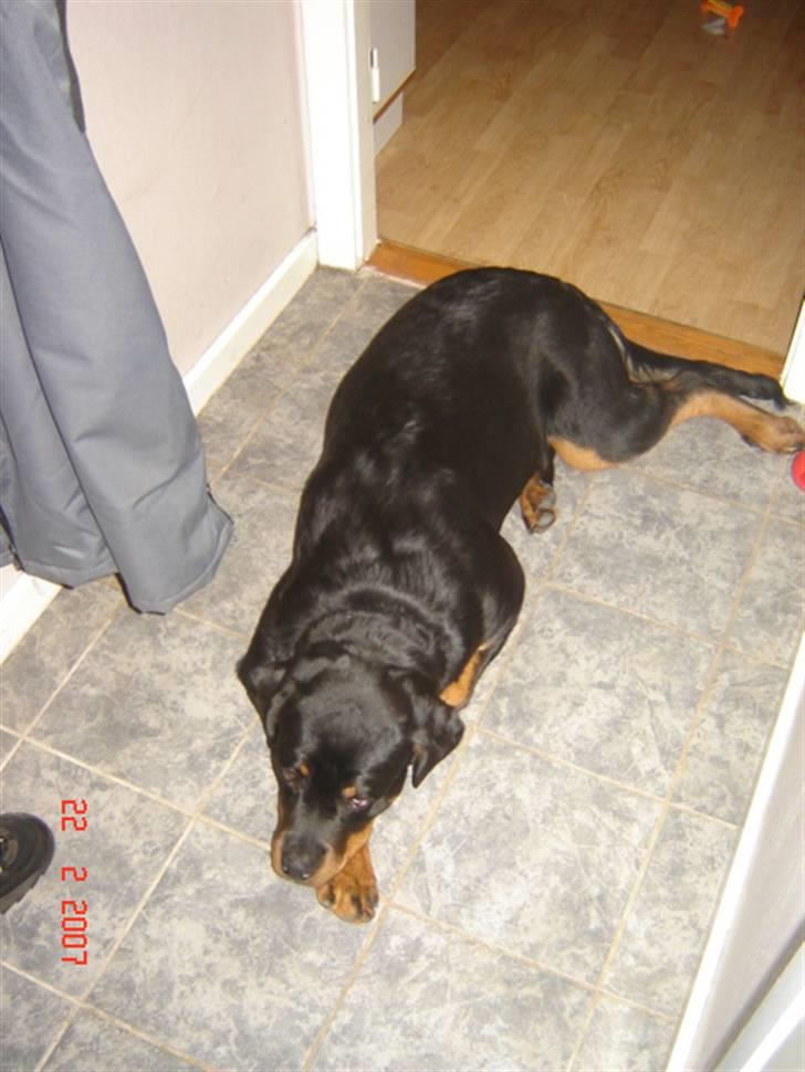 Rottweiler Bamse - venter på min far billede 10