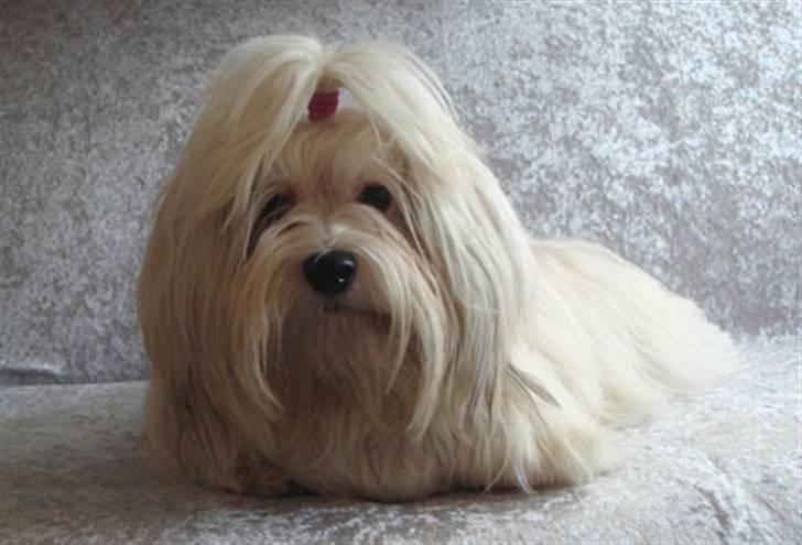 Bichon havanais Cloeérs Erika - Nu er jeg 1 år og 3 måneder gammel. billede 7