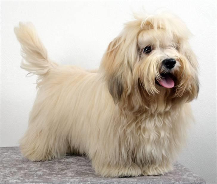 Bichon havanais Cloeérs Erika - se hvor fin jeg er.... billede 8