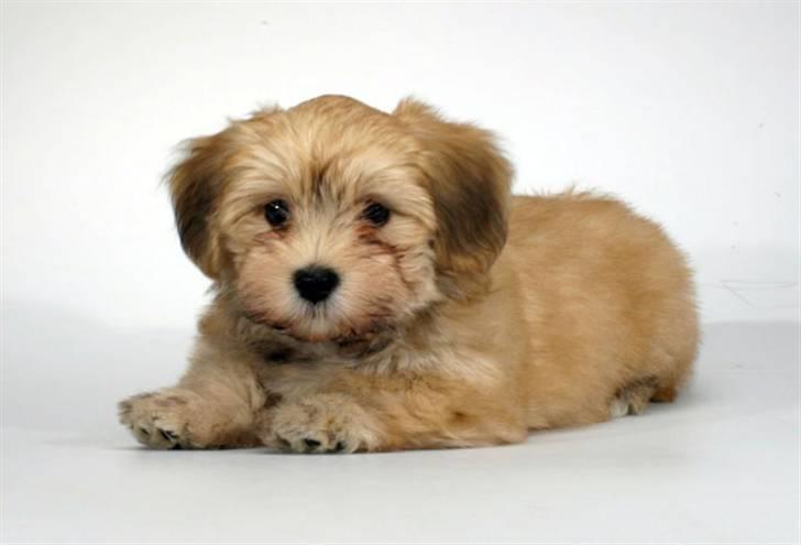 Bichon havanais Cloeérs Erika - Ja ja jeg skal nok ligge stille mor... billede 9