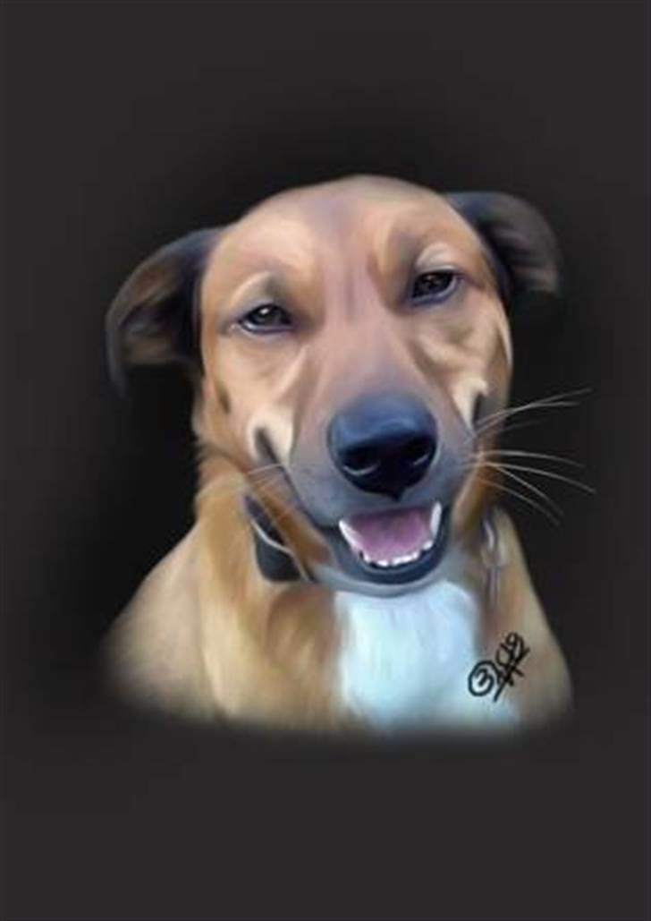 Blanding af racer Vabbe - Tegning lavet af Betina J herinde fra :o) billede 12