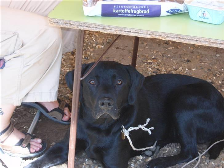 Labrador retriever Anton Skjødt - Hvor er det bare hyggeligt og være på camping med mor og far billede 6