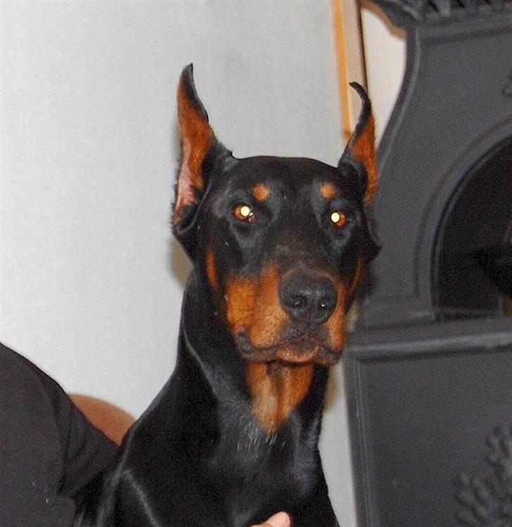 Dobermann ONYX Bene Meritus - Onyx  billede 1