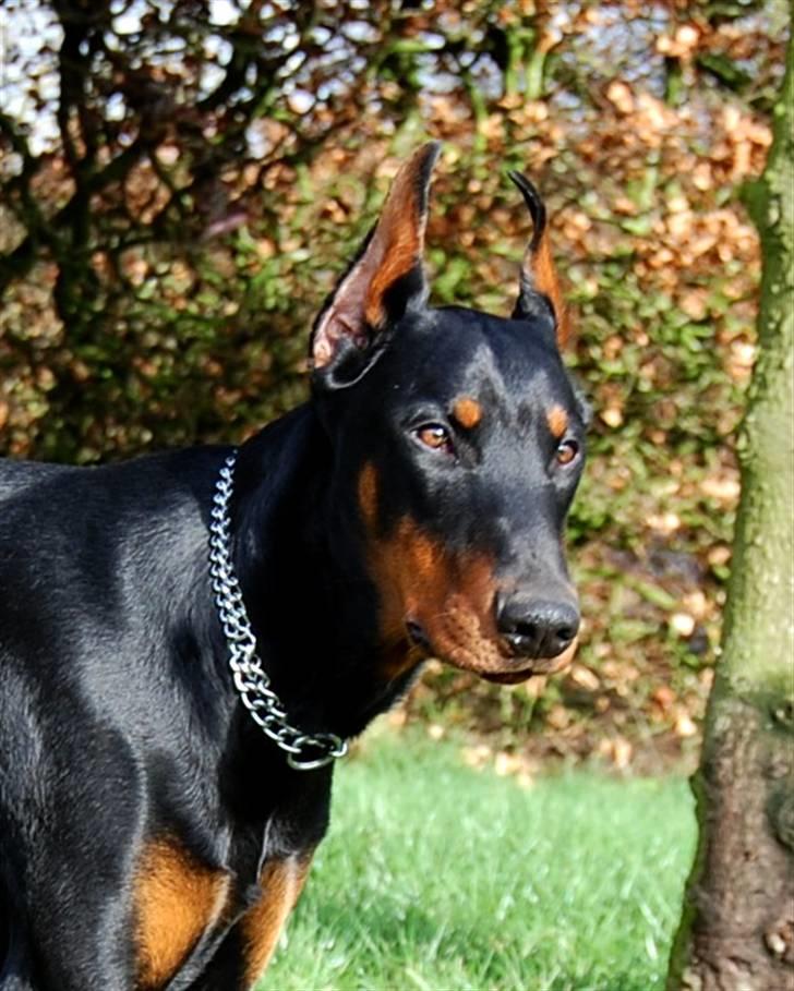 Dobermann ONYX Bene Meritus - 1,5 år gammel billede 3
