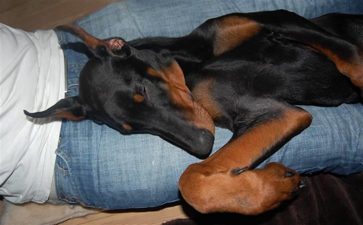 Dobermann ONYX Bene Meritus - Onkel Kasper er dejlig at putte sig med på sofaen... (5,5 måneder gammel) billede 4