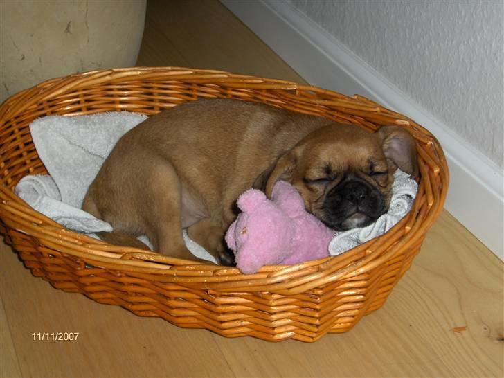 Blanding af racer Frida billede 1