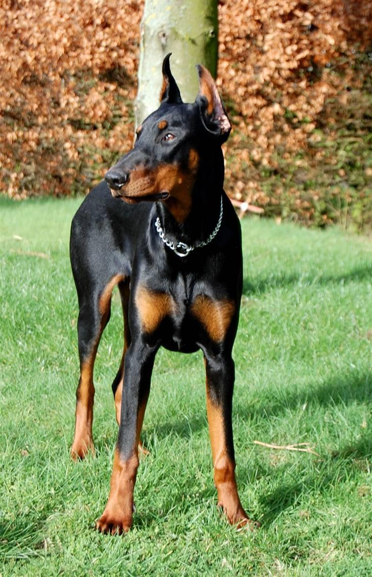Dobermann ONYX Bene Meritus - Smukke hund, her også 1,5 år gammel billede 5