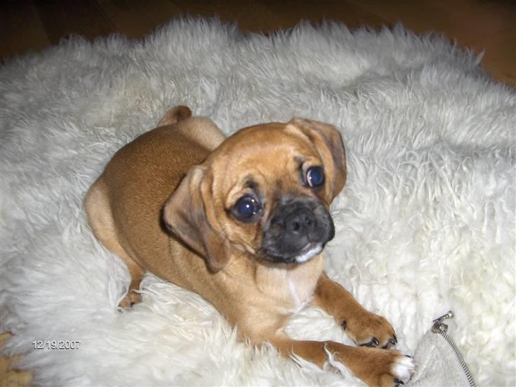 Blanding af racer Frida billede 2