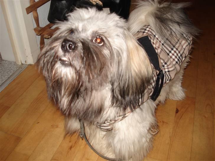 Lhasa apso Mudly billede 1