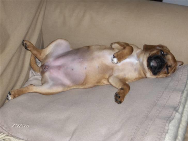 Blanding af racer Frida billede 3