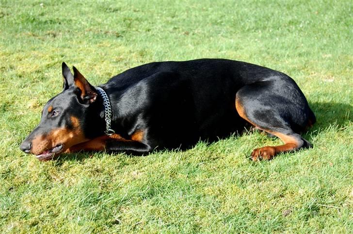 Dobermann ONYX Bene Meritus - Alle pinde er lækre ! billede 6