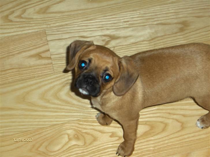 Blanding af racer Frida billede 4