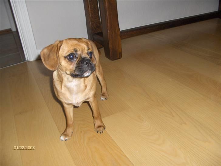 Blanding af racer Frida billede 5