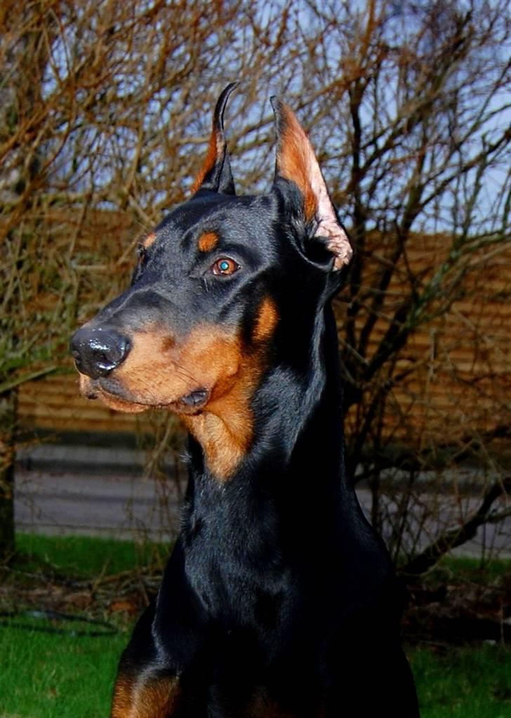 Dobermann ONYX Bene Meritus billede 7