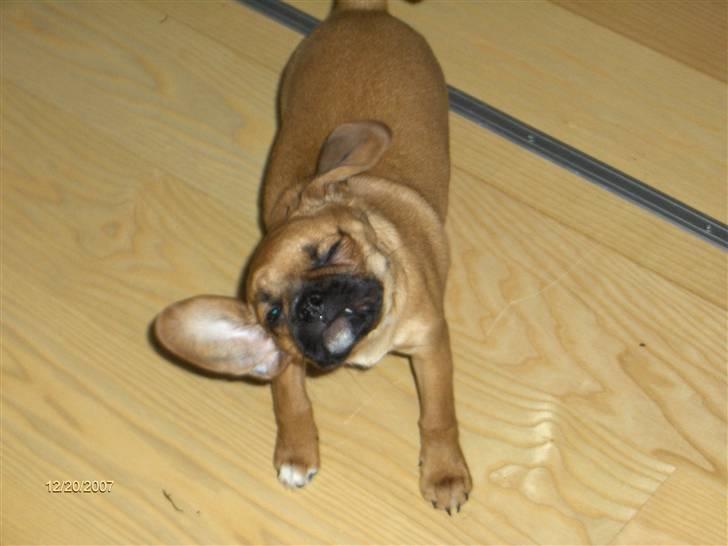 Blanding af racer Frida billede 6