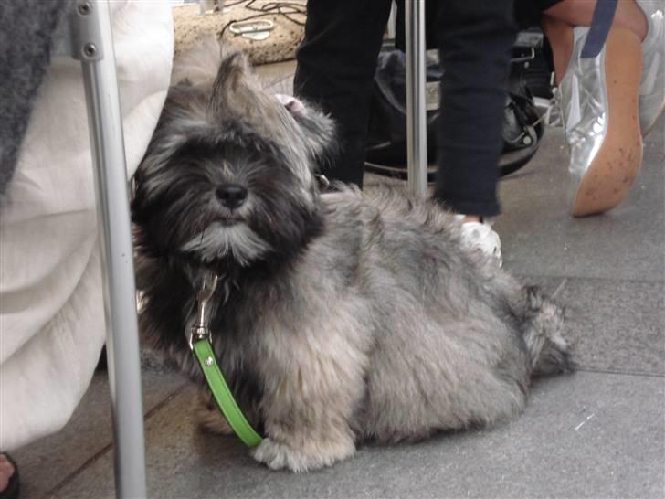 Lhasa apso Mudly - Mudly 4 Måneder gammel billede 2