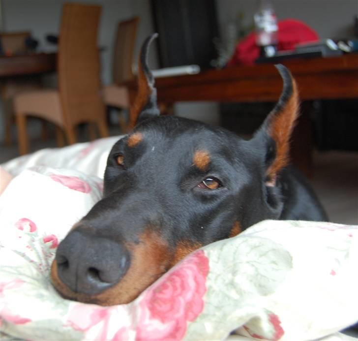 Dobermann ONYX Bene Meritus - Ahhhh, dyner ! billede 8